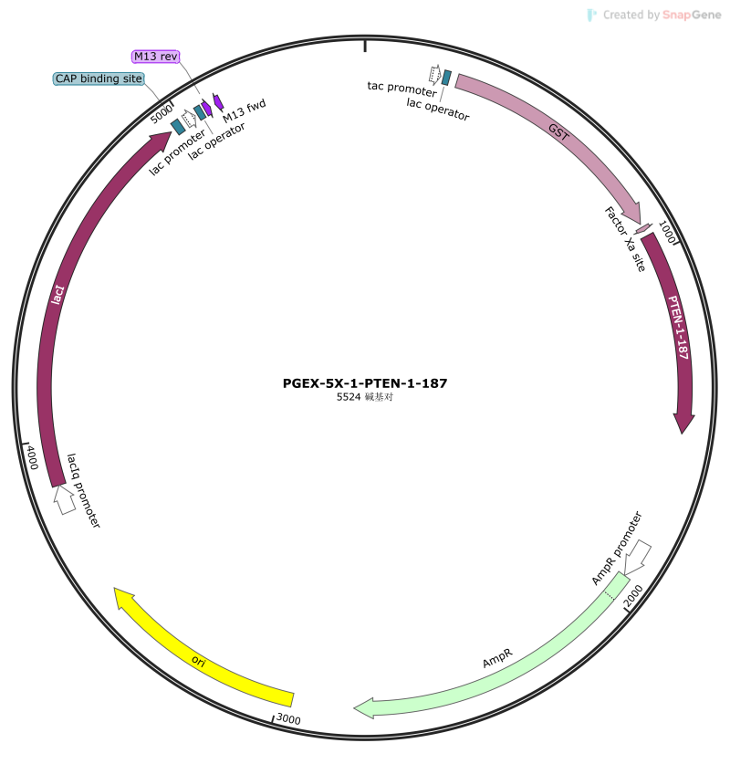 PGEX-5X-1-PTEN-1-187